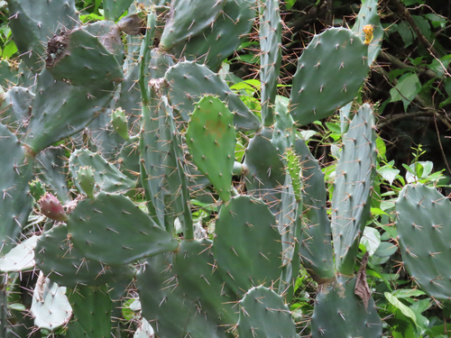 Tall Pricklypear