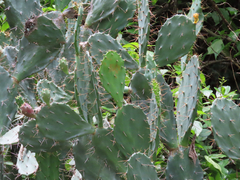 (c) Toby Y, some rights reserved (CC BY) Opuntia elatior, photograph (c) Toby Y, some rights reserved (CC BY)