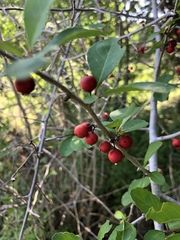 Ilex decidua