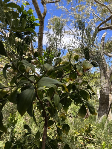 Exocarpos luteolus observed 2024-07-18