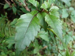 Causonis corniculata