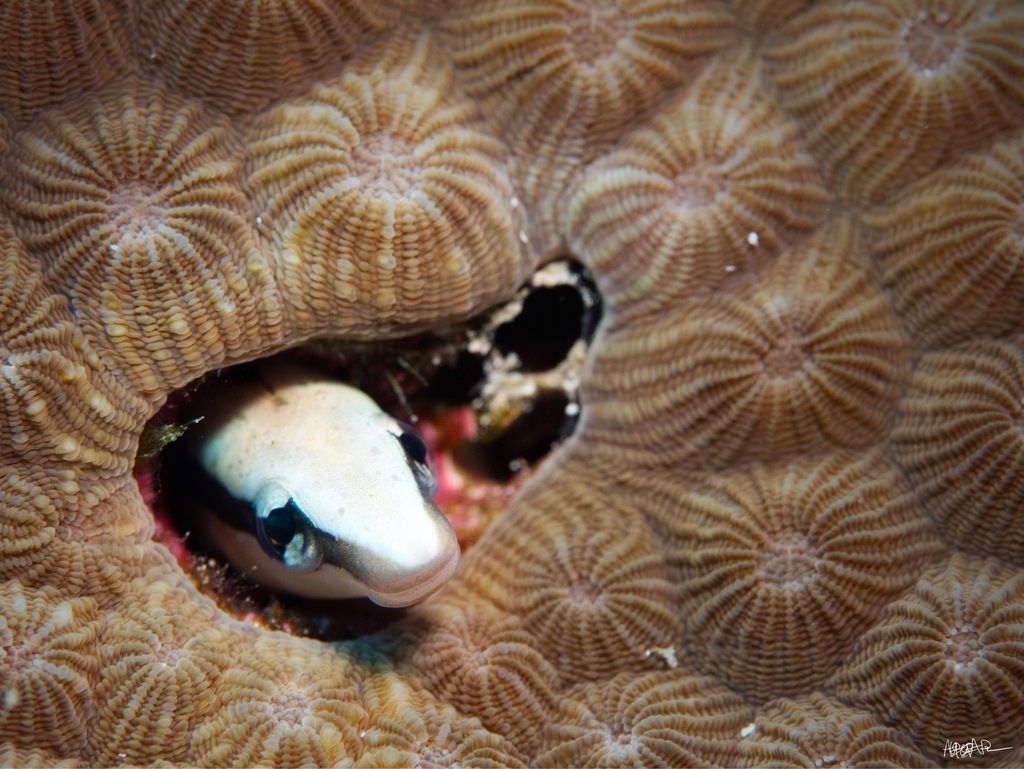 Mimic blenny
