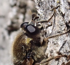 Brachypalpus oarus