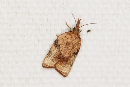 Black-shaded Platynota Moth photo 4