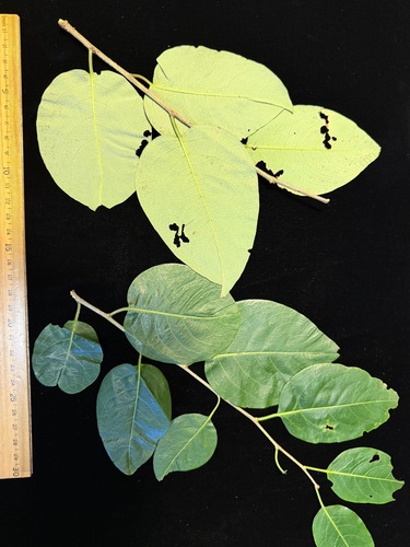 Flueggea neowawraea observed 2026-06-05