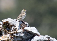 Passerculus sandwichensis wetmorei