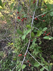 Ilex decidua