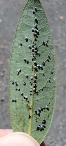 California Laurel Aphid seen in Sonoma Valley