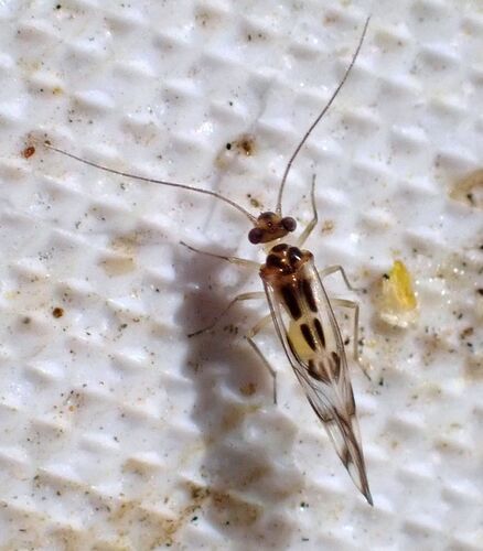 F-winged Barklouse seen in Sonoma Valley
