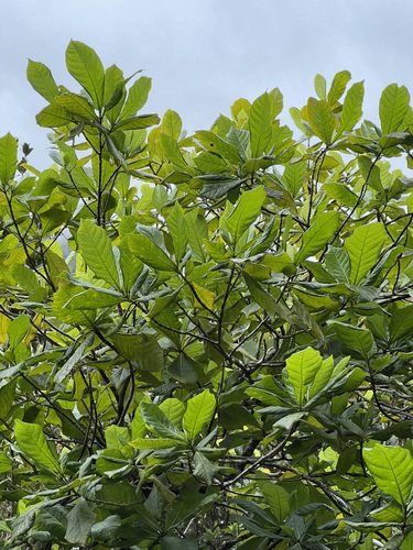 Gardenia remyi observed 2023-08-30