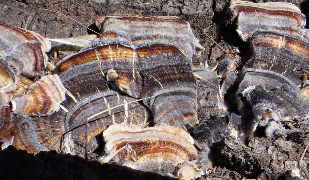 turkey-tail · July 2026 · photo: Photo: (c) K Schneider, some rights reserved (CC BY) · iNaturalist