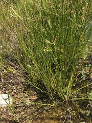 Juncus mexicanus
