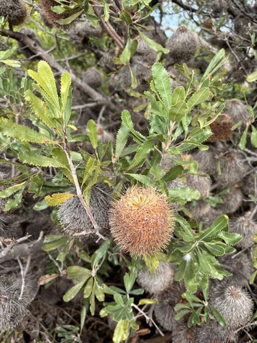 Desert Banksia