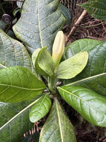 Gardenia remyi observed 2025-02-12