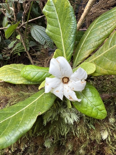 Gardenia remyi