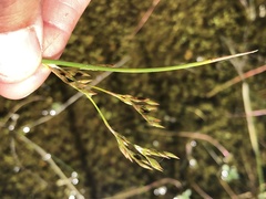 Juncus mexicanus