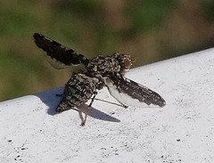 Callopistromyia strigula