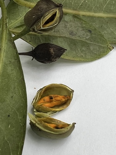 Geniostoma helleri observed 2025-08-22