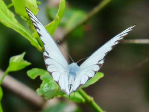 Striped Albatross