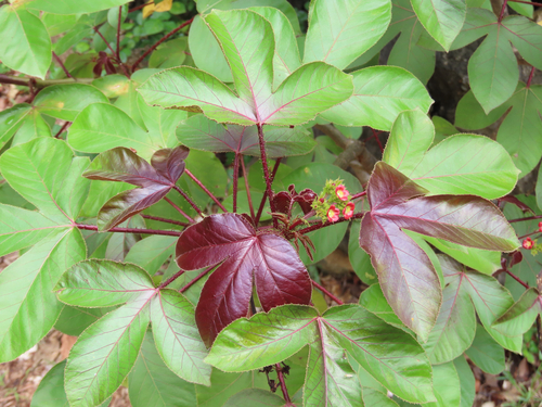 Bellyache Bush