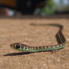 Psammophis lineatus