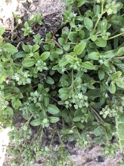 Polycarpon tetraphyllum tetraphyllum