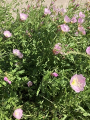 Oenothera speciosa