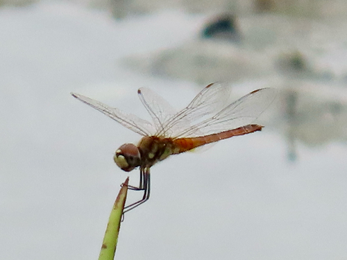 Wandering Pennant