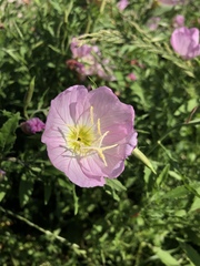 Oenothera speciosa