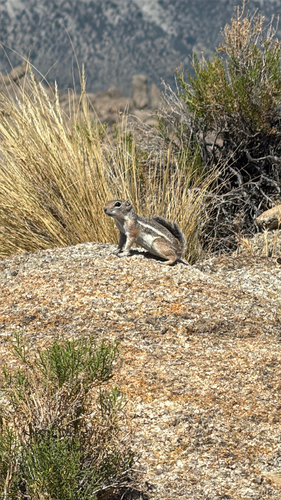White-tailed Antelope Squirrel observed by tylernelsen