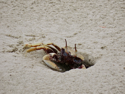 Horned Ghost Crab