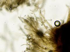 Geoglossum umbratile