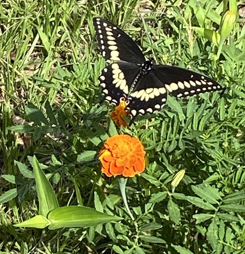 Eastern Black Swallowtail