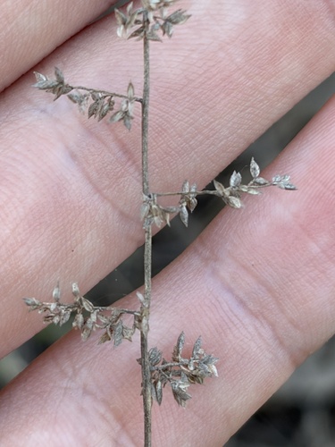 Eragrostis elongata observed 2026-07-14