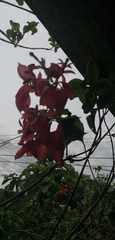 Bougainvillea