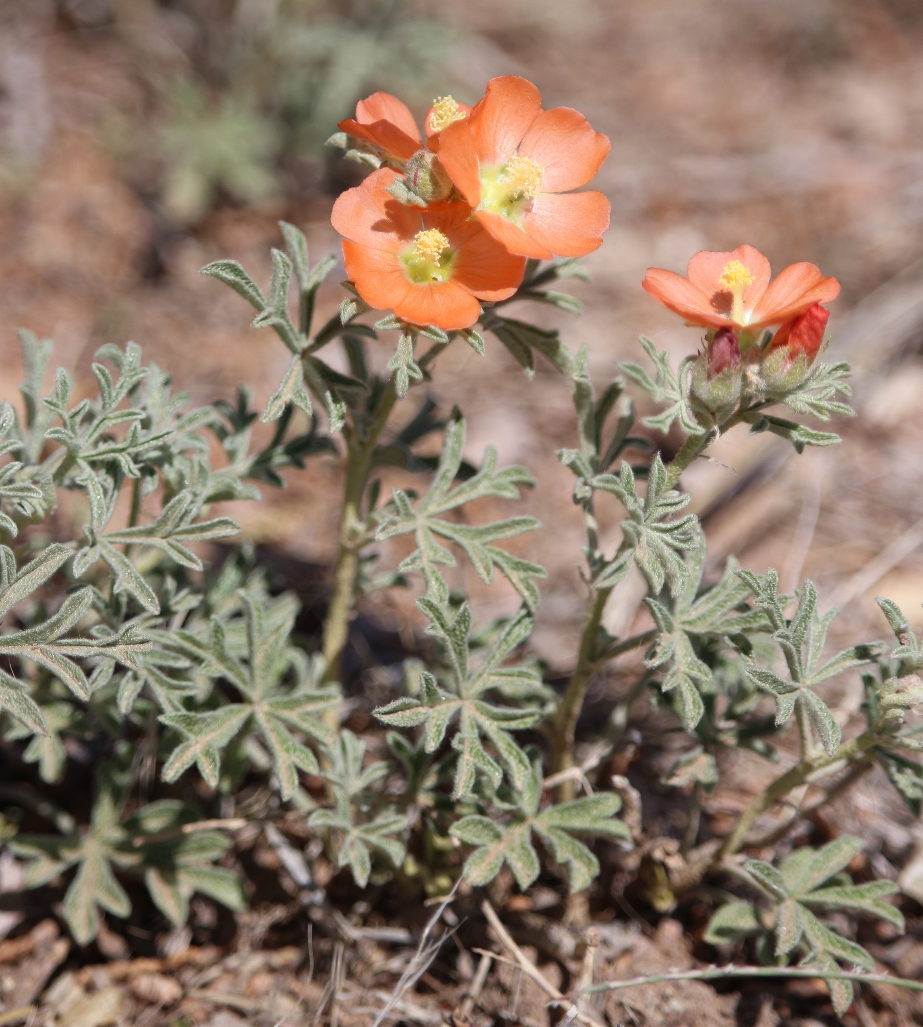 Sphaeralcea