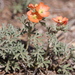 Scarlet Globemallow - Photo (c) Lena Zappia, some rights reserved (CC BY-NC), uploaded by Lena Zappia