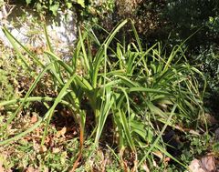 Albuca nelsonii