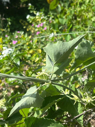 Araujia odorata, photograph 6