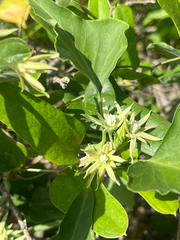 Araujia odorata, photograph author not stated, no rights reserved