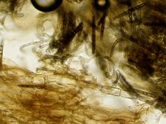 Geoglossum umbratile