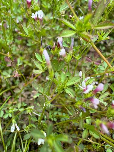 Trifolium variegatum observed 2026-06-26
