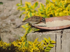 Zonotrichia capensis