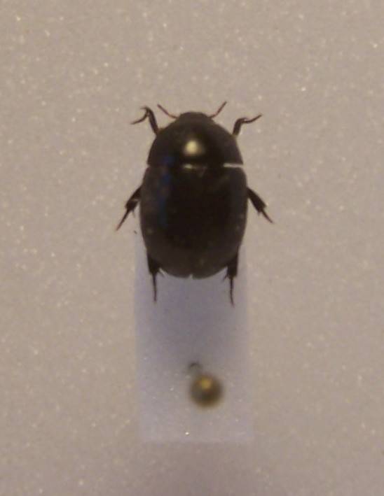 Tormissus linsi