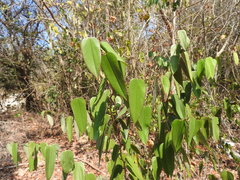 Bauhinia jenningsii