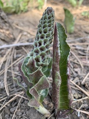 Veronica plantaginea
