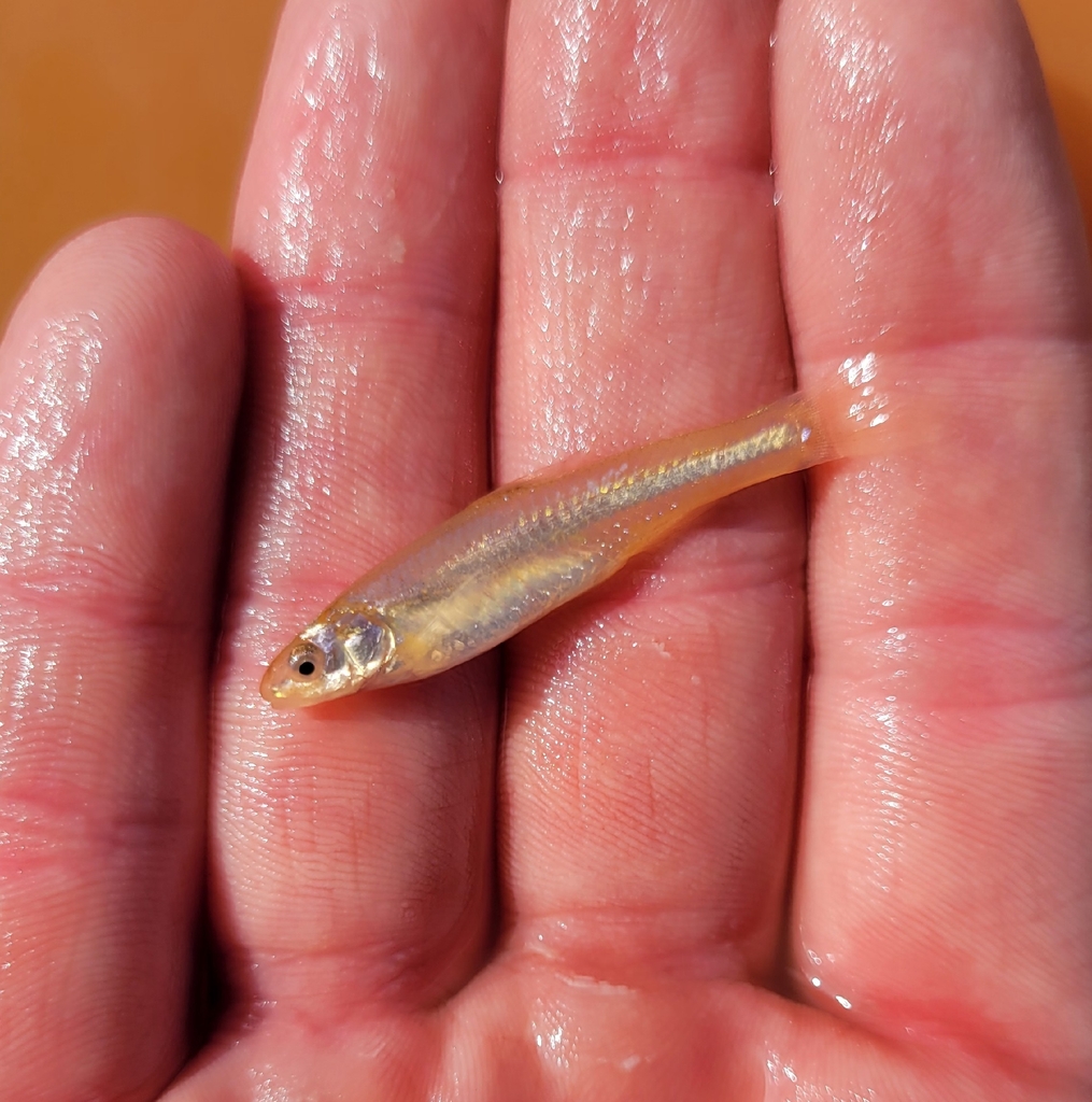 Arkansas River Shiner