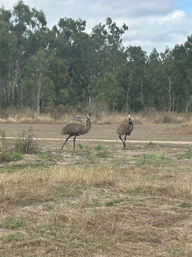 Emu