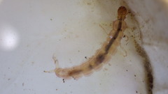 Polycentropus