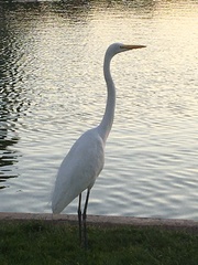 Ardea alba